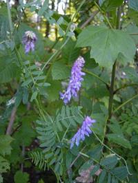 Vicia cracca