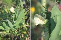 Lathyrus ochrus