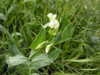 Lathyrus ochrus