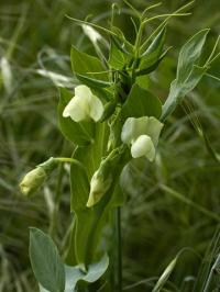 Lathyrus ochrus