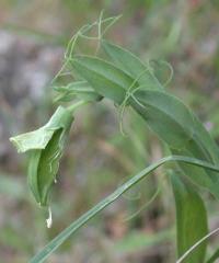 Lathyrus ochrus