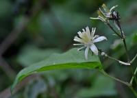 Clematis vitalba