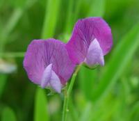 Lathyrus hirsutus