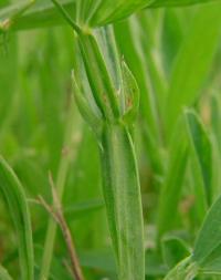 Lathyrus hirsutus