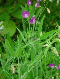 Lathyrus hirsutus