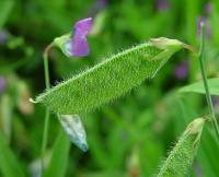 Lathyrus hirsutus