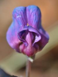 Lathyrus linifolius