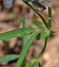 Lathyrus linifolius