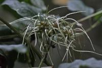 Clematis vitalba