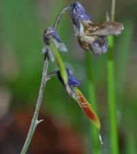 Lathyrus linifolius