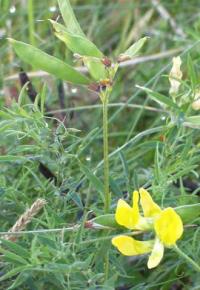 Lathyrus pratensis