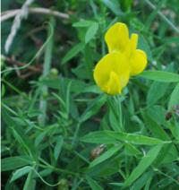 Lathyrus pratensis