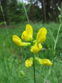 Lathyrus pratensis