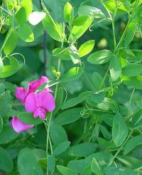 Lathyrus tuberosus