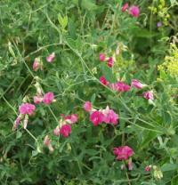 Lathyrus tuberosus