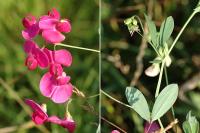 Lathyrus tuberosus