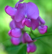 Lathyrus latifolius