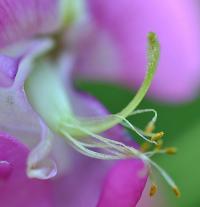 Lathyrus latifolius