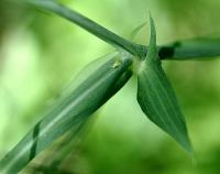 Lathyrus latifolius