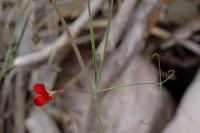 Lathyrus setifolius