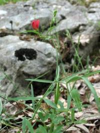 Lathyrus setifolius