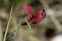 Lathyrus setifolius