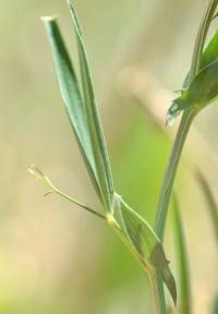 Lathyrus cicera