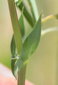 Lathyrus cicera