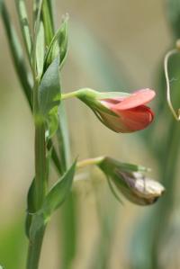 Lathyrus cicera