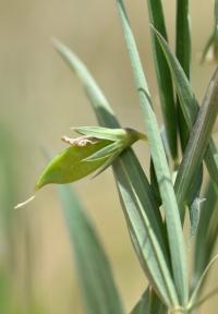 Lathyrus cicera