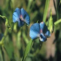 Lathyrus sativus