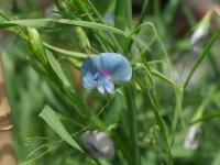 Lathyrus sativus