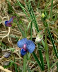 Lathyrus sativus