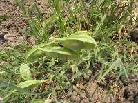 Lathyrus sativus