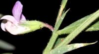 Lathyrus inconspicuus