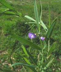 Lathyrus inconspicuus