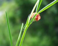 Lathyrus sphaericus