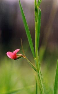 Lathyrus sphaericus