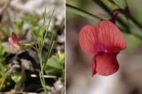 Lathyrus sphaericus