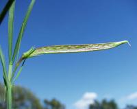 Lathyrus sphaericus