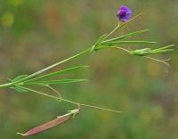 Lathyrus angulatus