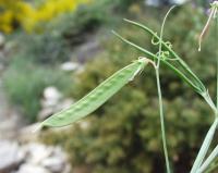 Lathyrus angulatus