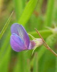 Lathyrus angulatus