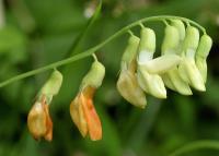 Lathyrus ochraceus subsp. hispanicus