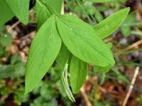 Lathyrus ochraceus subsp. hispanicus