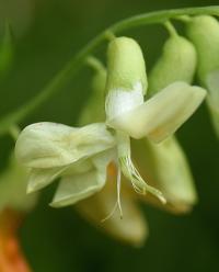 Lathyrus ochraceus subsp. hispanicus