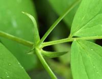 Lathyrus ochraceus subsp. hispanicus