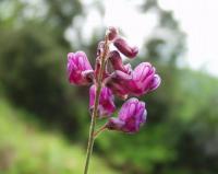 Lathyrus niger subsp. niger