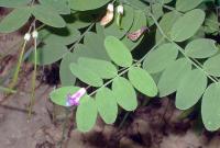 Lathyrus niger subsp. niger