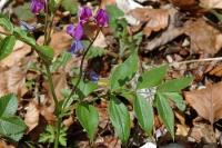 Lathyrus vernus